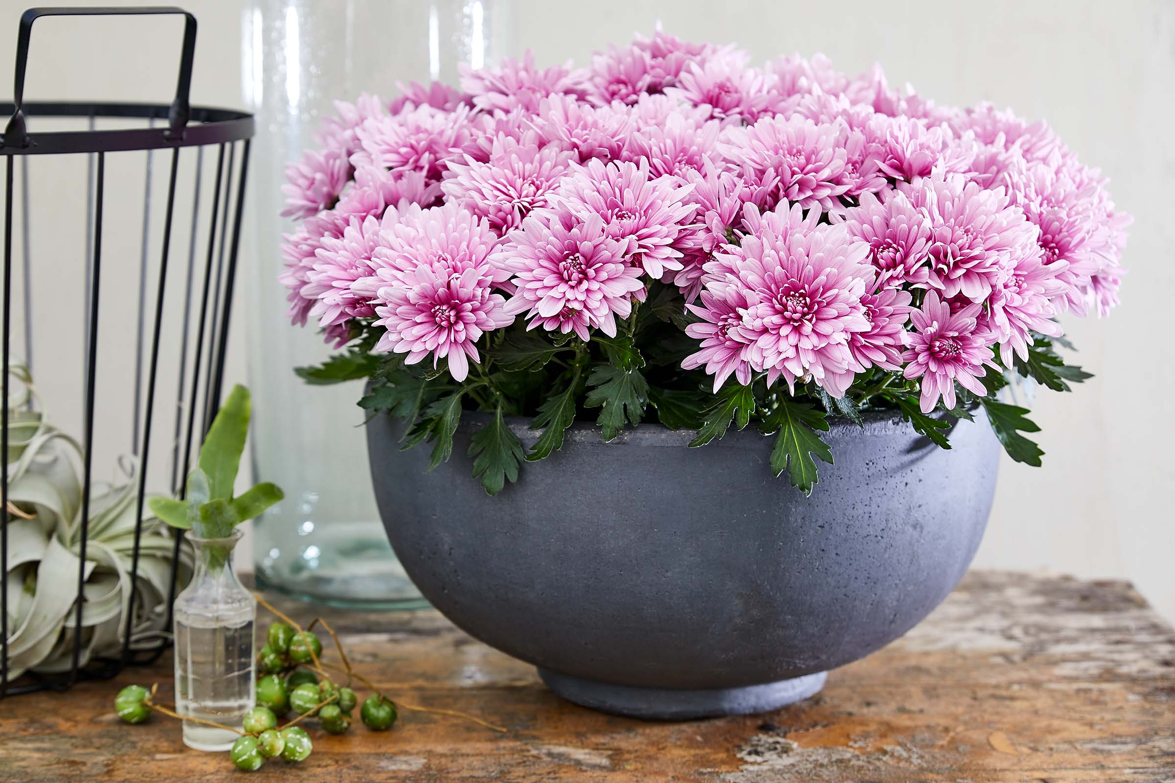 these-pot-chrysanthemums-fit-perfectly-into-any-interior-featured