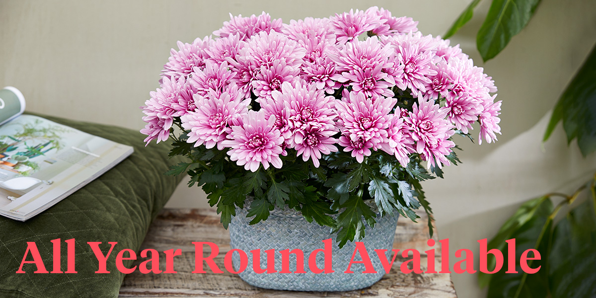 these-pot-chrysanthemums-fit-perfectly-into-any-interior-header