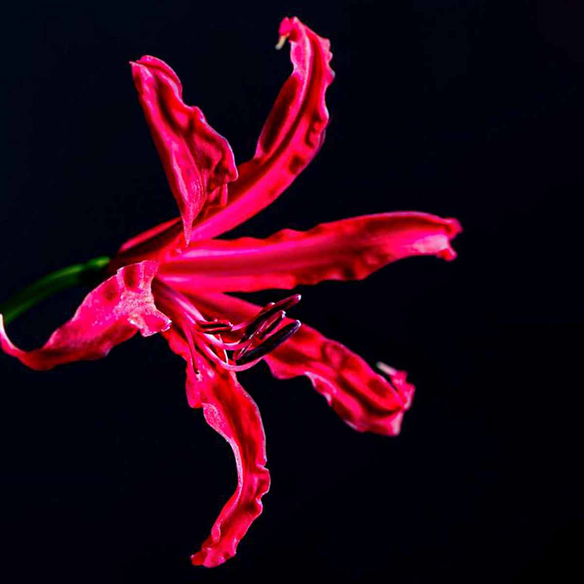 nerines-are-back-so-whats-your-color-featured