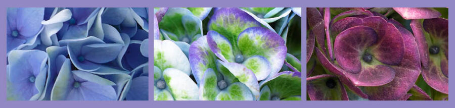 Magical Hydrangea Revolution Blue color changes - colorful moments with magical hydrangea on thursd