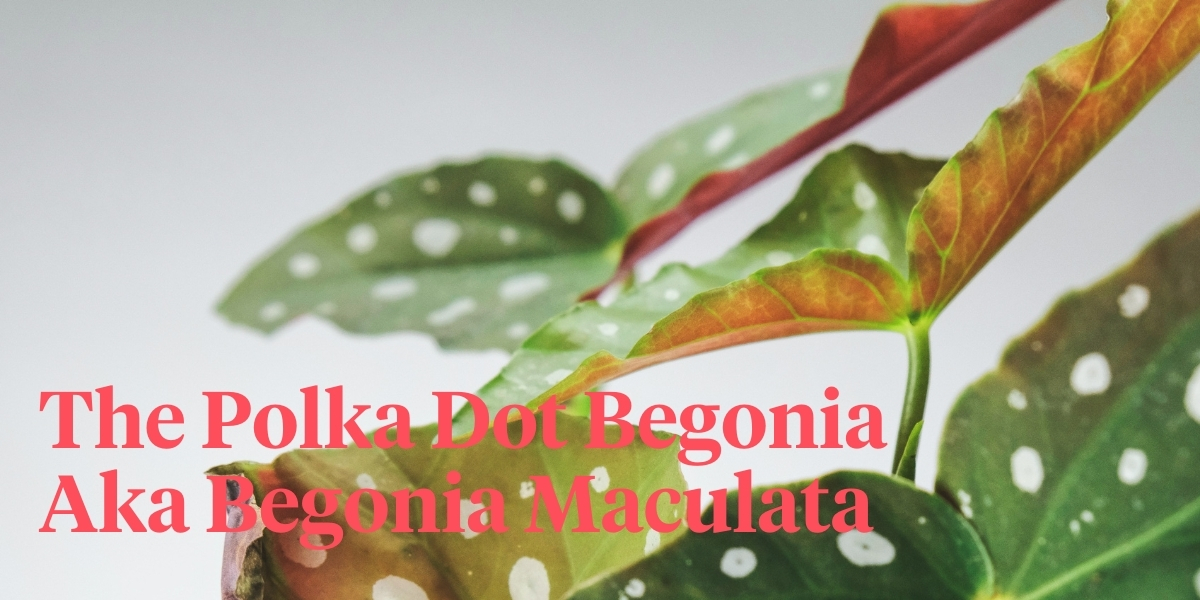 the-polka-dot-begonia-begonia-maculata-is-one-of-the-most-photogenic-houseplants-header