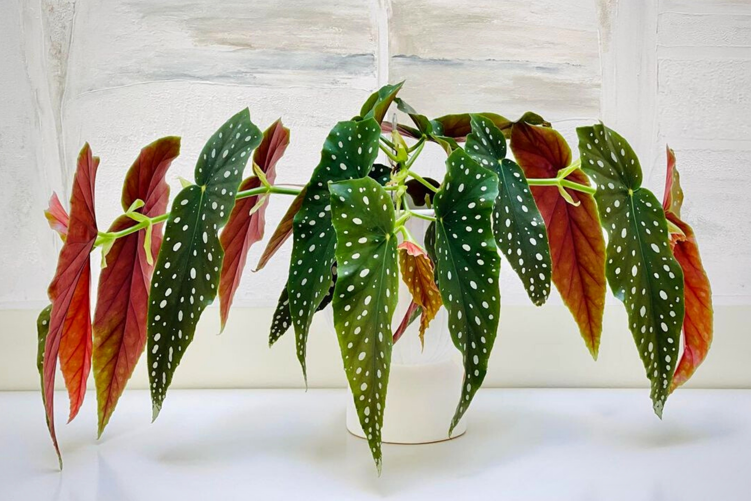Polka Dot Begonia Is One of the Most Photogenic Houseplants - Article on Thursd