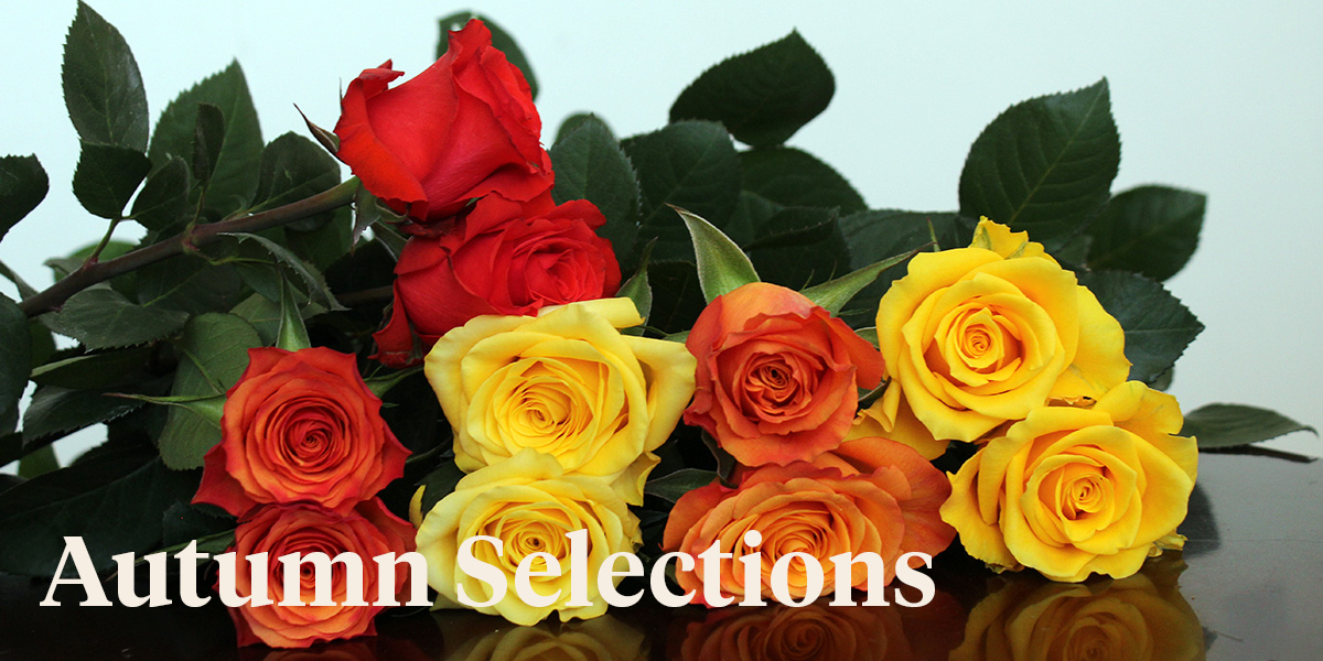 united-selections-present-its-autumn-selections-roses-header