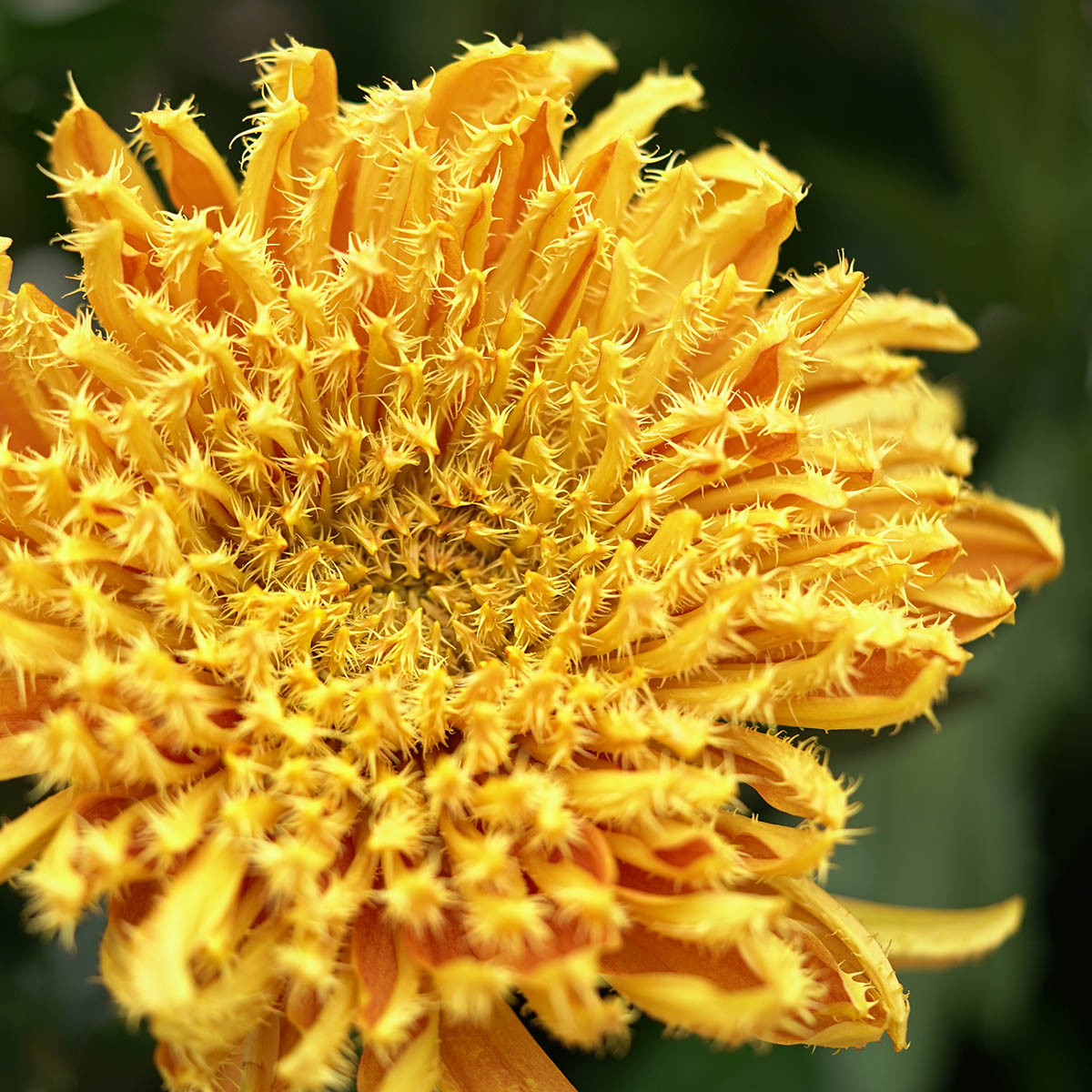 chrysanthemum-cruella-makes-her-debut-featured