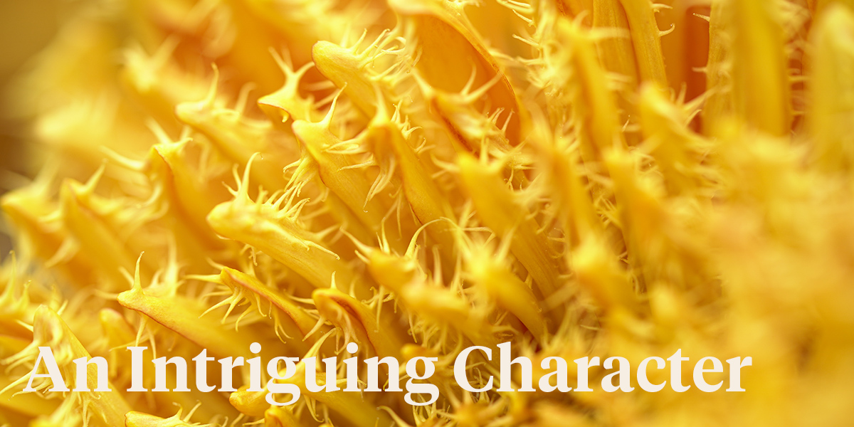 chrysanthemum-cruella-makes-her-debut-header