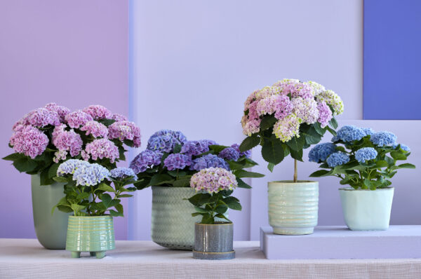 Magical family indoor - colorful moments with magical hydrangea on thursd