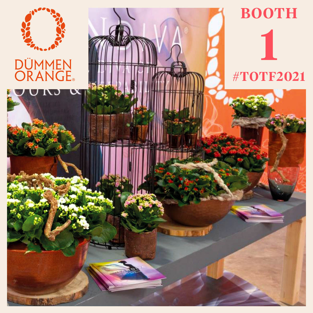 totf2021fe-welcome-to-the-dummen-orange-experience-featured