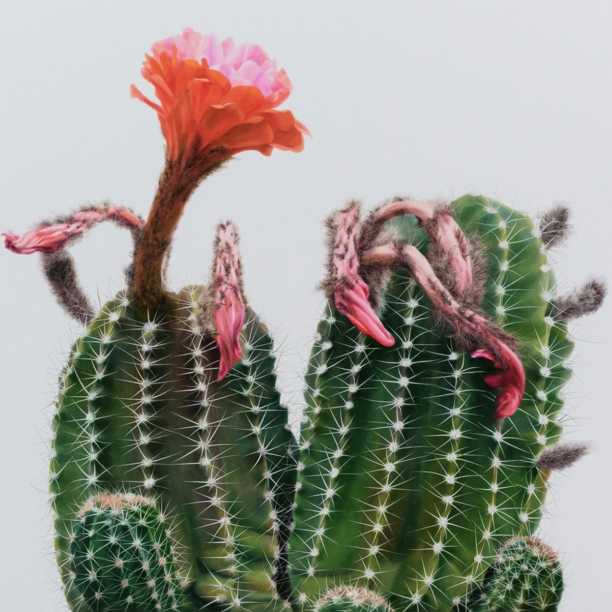 kwang-ho-lee-brings-cacti-to-life-in-his-giant-paintings-featured
