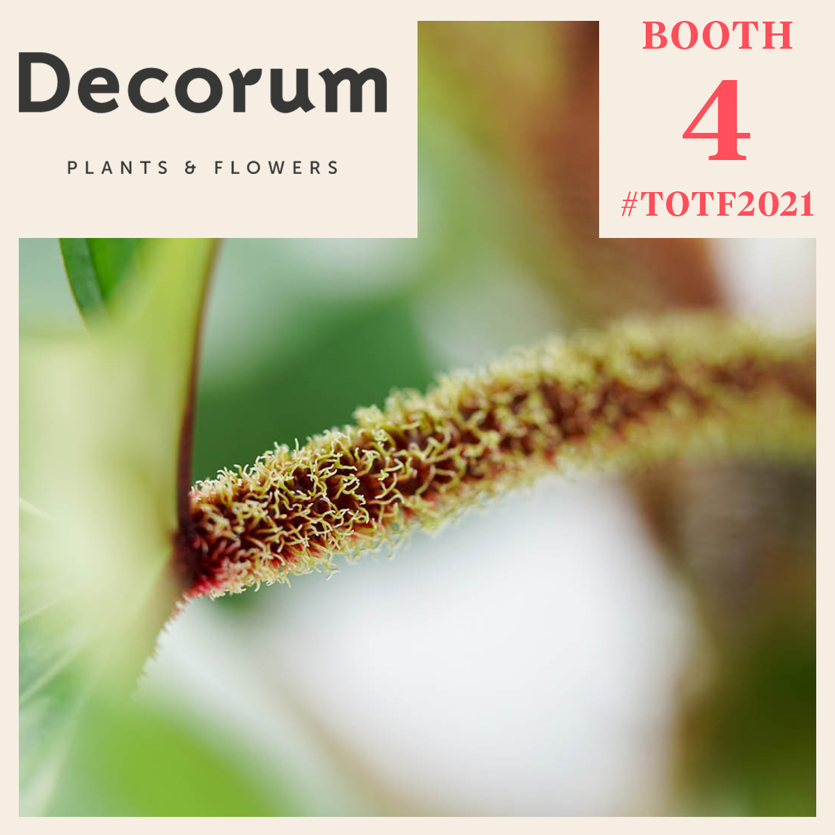 decorum-launches-new-corporate-identity-pure-perfection-featured