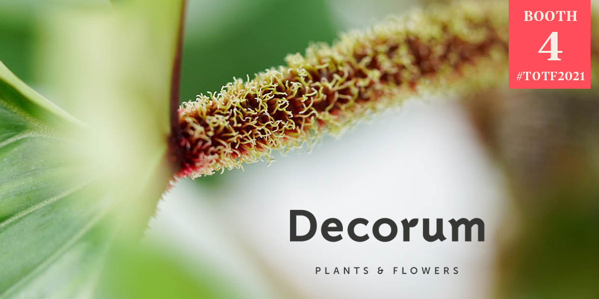 decorum-launches-new-corporate-identity-pure-perfection-header