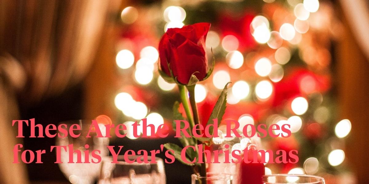 these-are-the-most-beautiful-red-roses-for-christmas-header