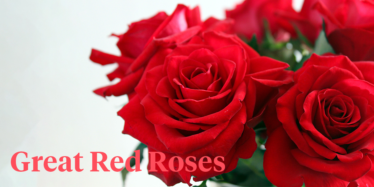 What Makes a Top Red Rose at United Selections? - Article on Thursd