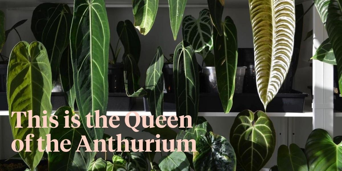 The Magnificent Anthurium Warocqueanum a.k.a. the Queen Anthurium