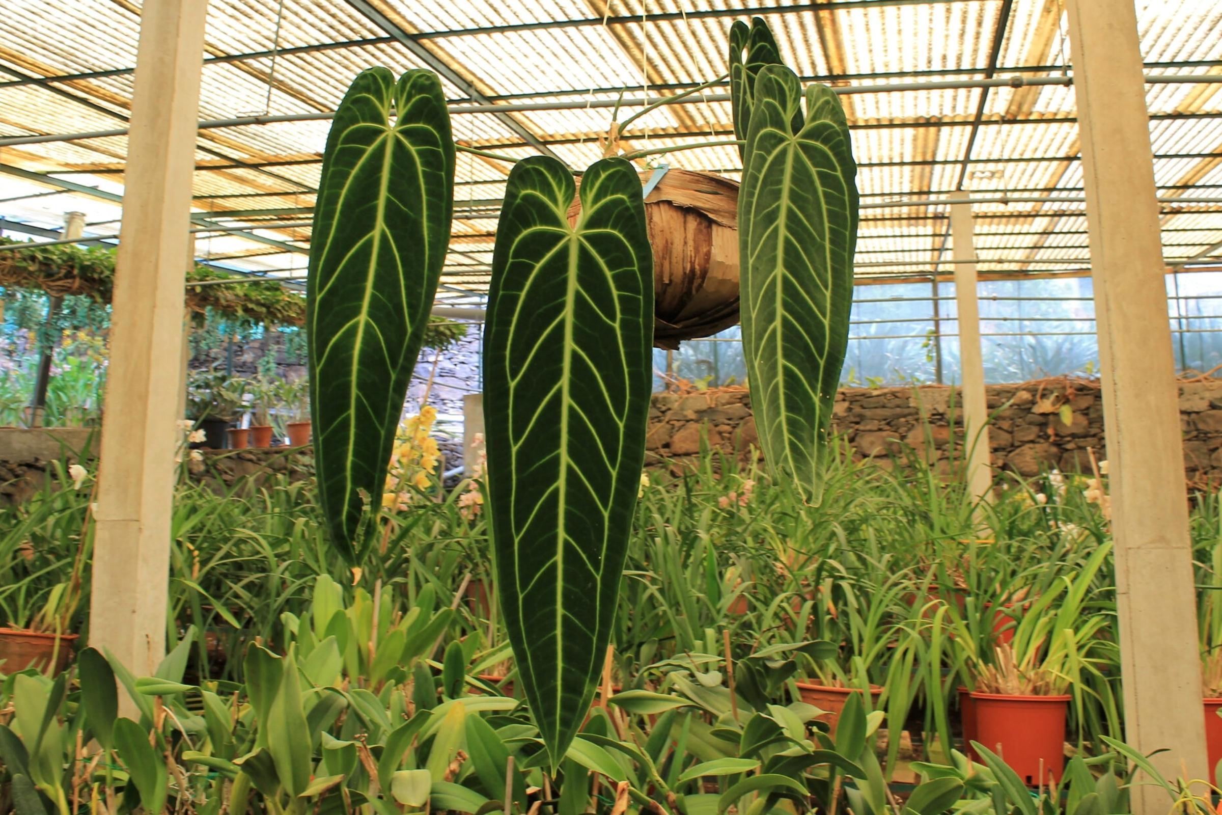 The Magnificent Anthurium Warocqueanum a.k.a. the Queen Anthurium