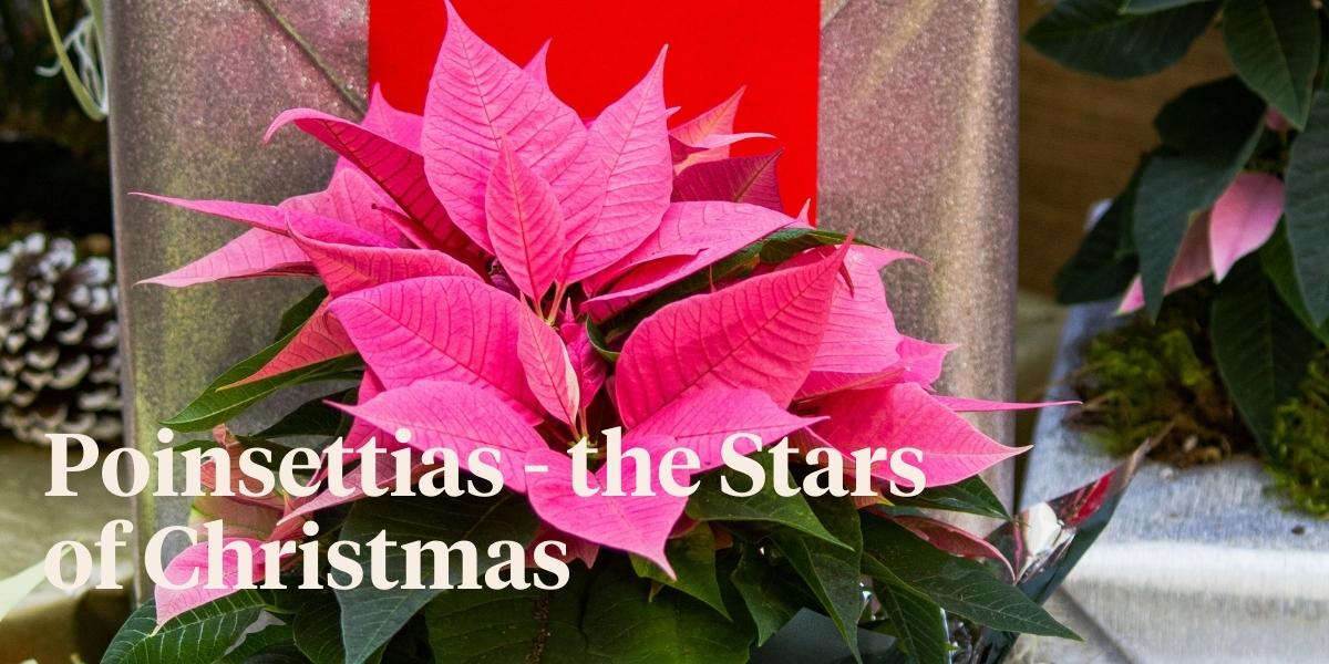 tips-to-enjoy-your-pink-poinsettia-as-long-as-possible-header
