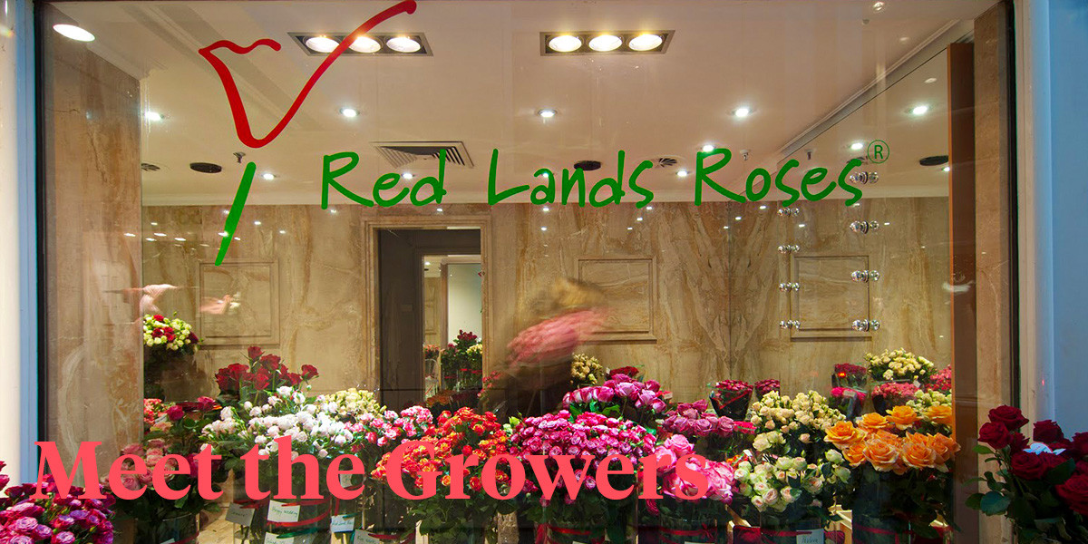 The Red Lands Roses Story Its History and Its People Article onThursd
