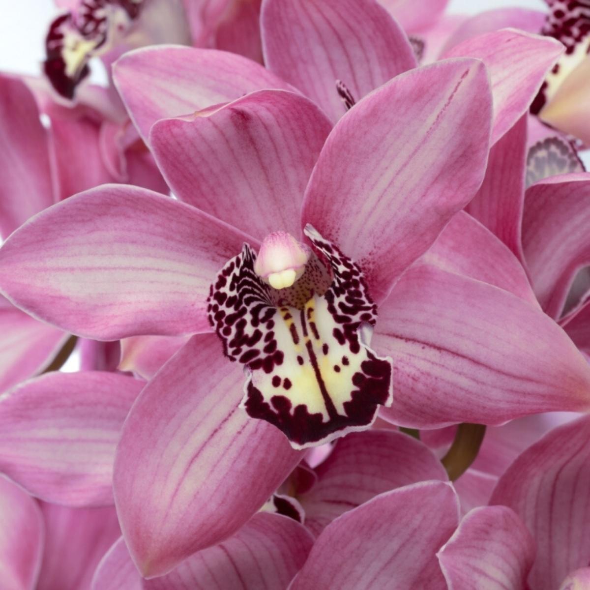 lose-yourself-in-the-beauty-of-cymbidium-kensi-featured