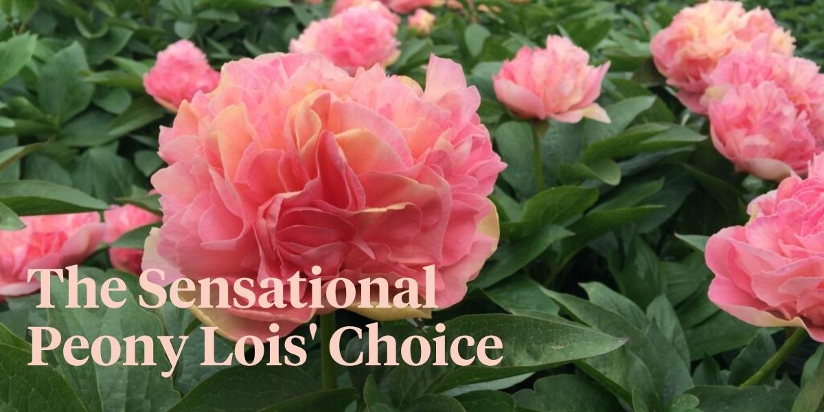 the-peony-lois-choice-can-easily-become-one-of-your-favorites-header