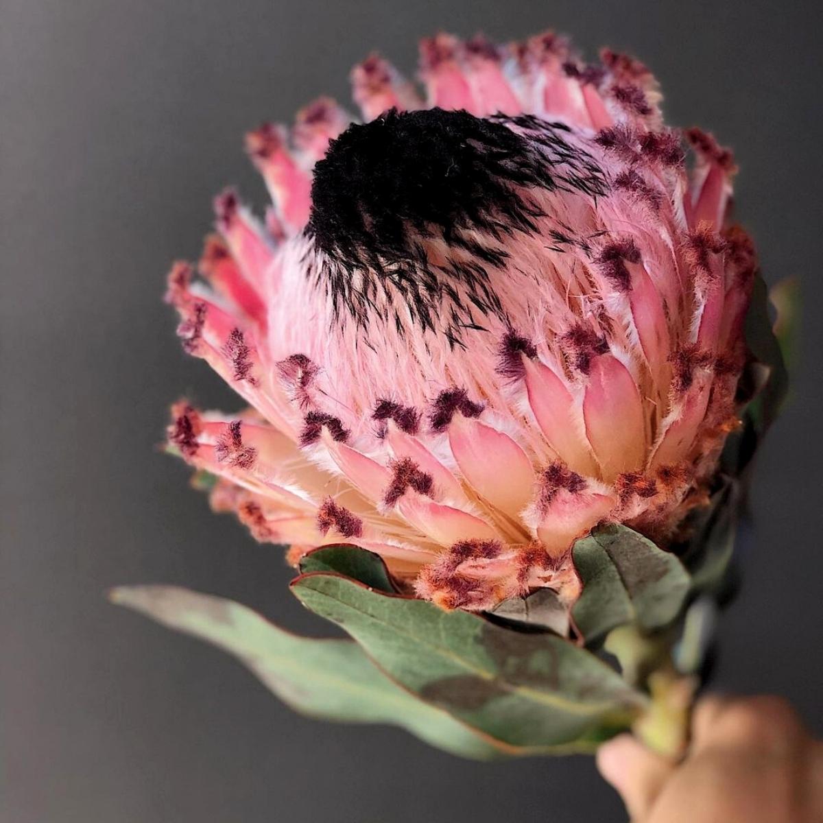 the-strikingly-beautiful-and-fluffy-protea-barbigera-featured