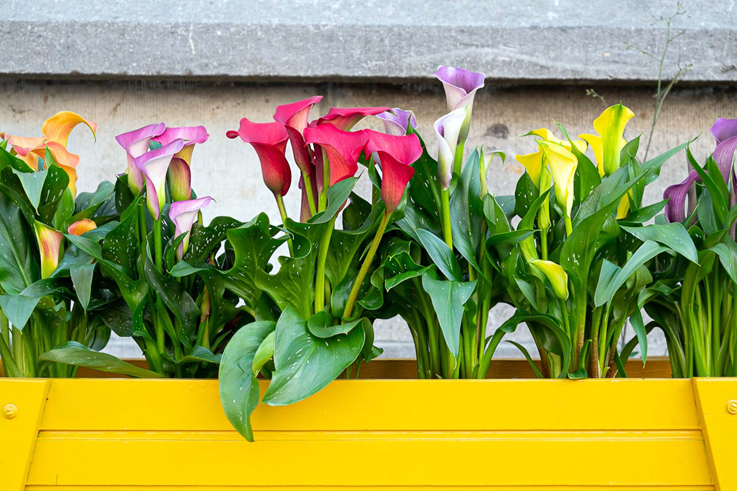 did-you-ever-consider-calla-as-a-pot-plant-featured