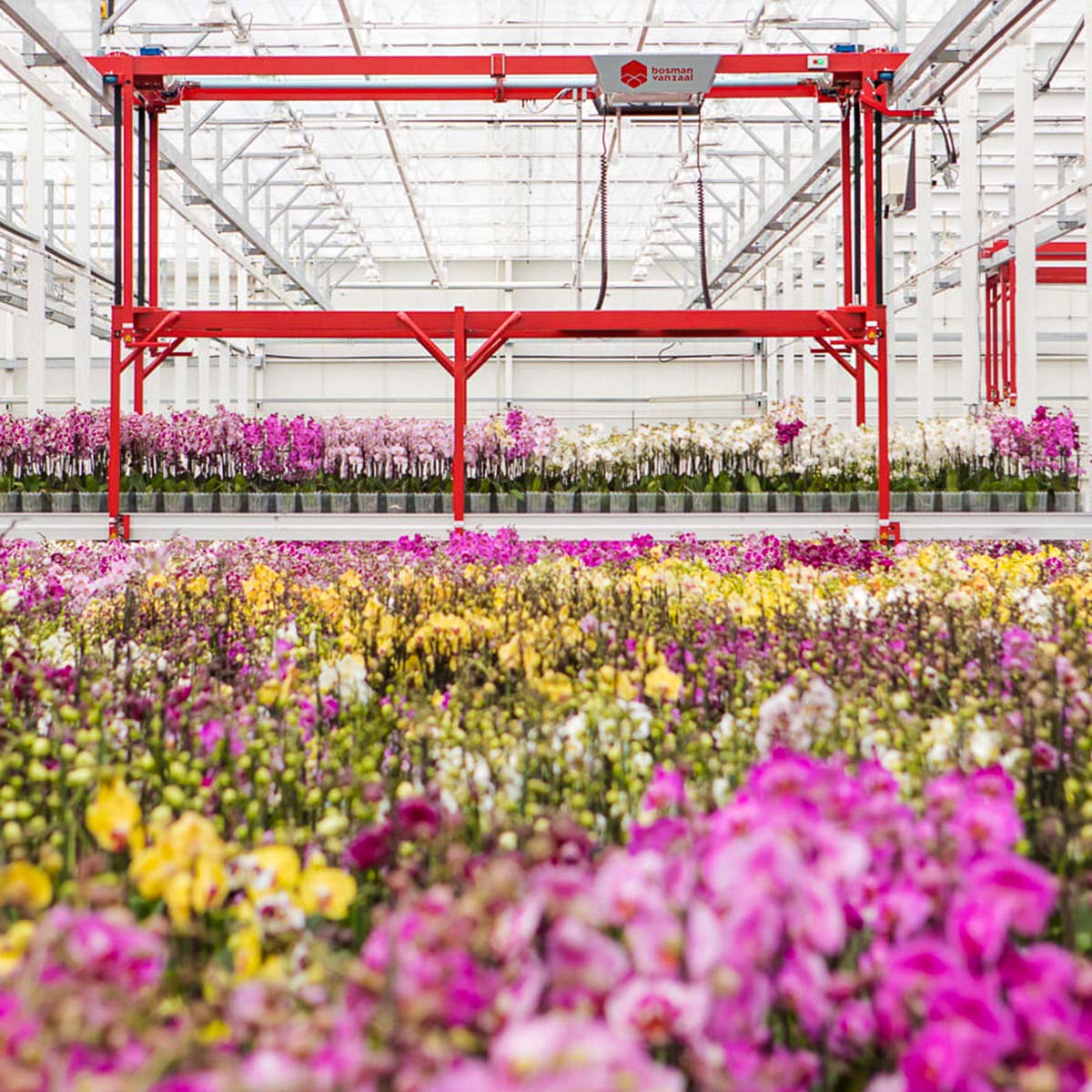 jmp-flowers-stirs-up-phalaenopsis-popularity-in-poland-featured
