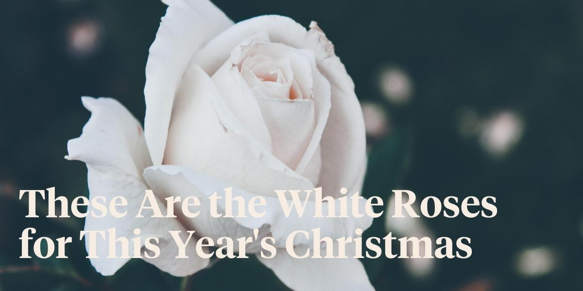These Are the Best White Roses for Christmas Article onThursd
