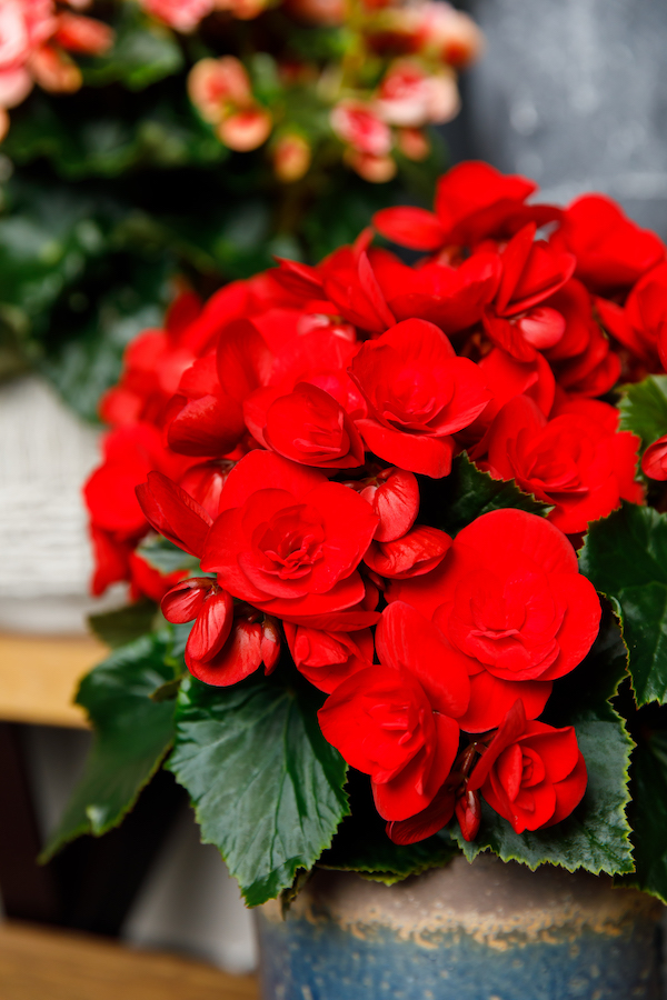 red-begonias-are-about-to-be-the-new-christmas-plant-featured