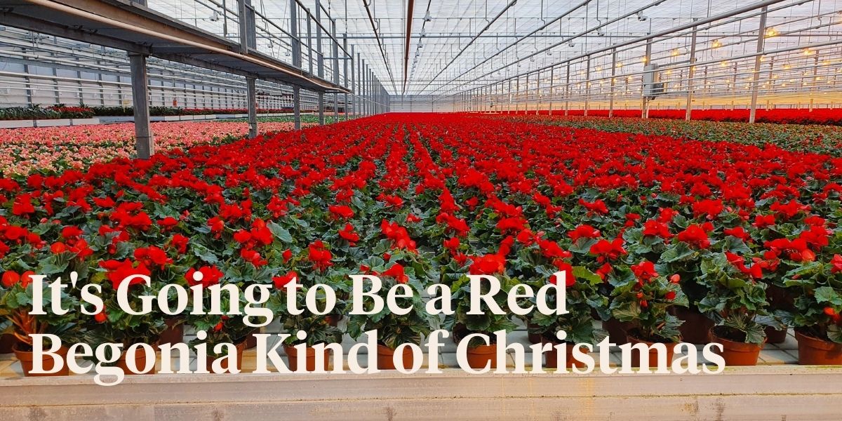 red-begonias-are-about-to-be-the-new-christmas-plant-header
