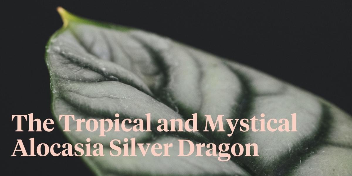 the-alocasia-silver-dragon-is-a-little-gem-among-tropical-plants-header