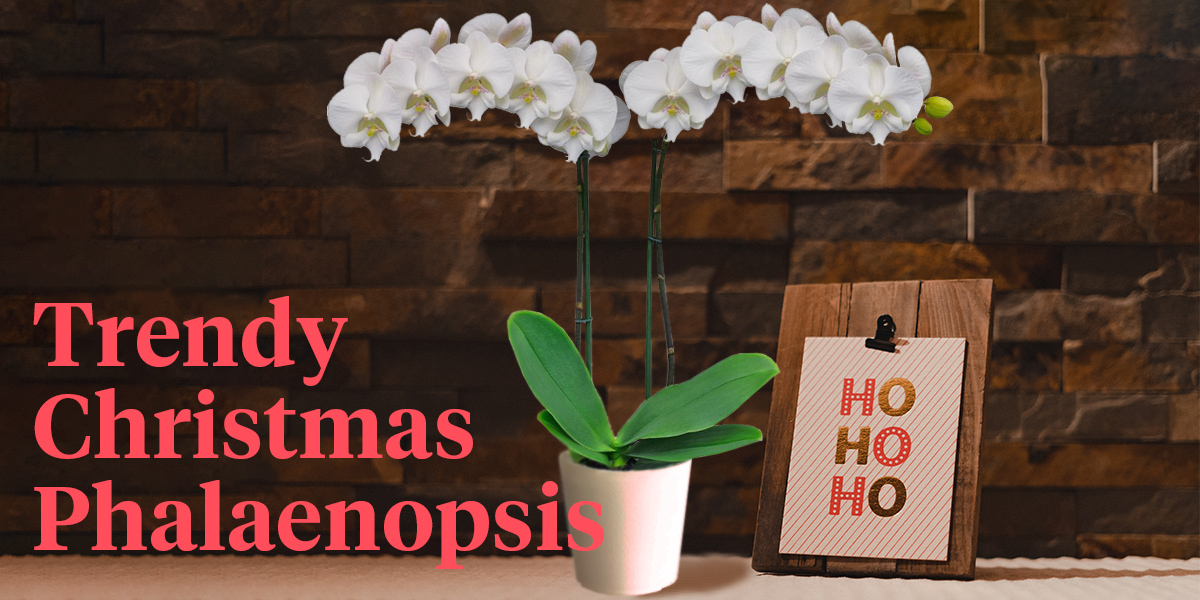floricultura-tips-the-best-phalaenopsis-for-a-fabulous-christmas-header