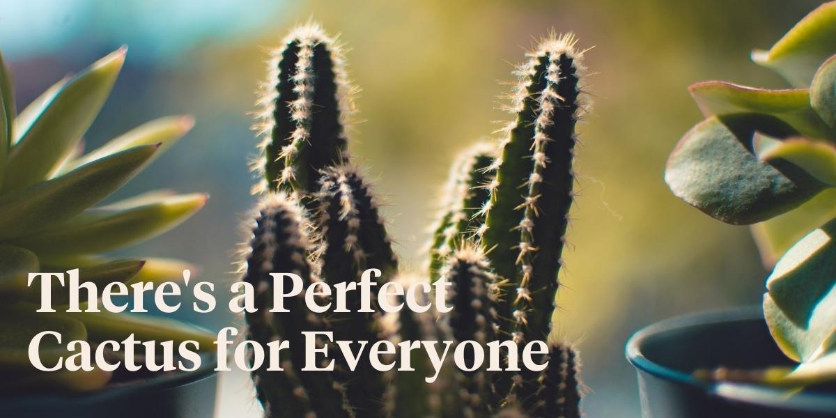 7-cacti-that-will-look-great-in-your-plant-collection-header