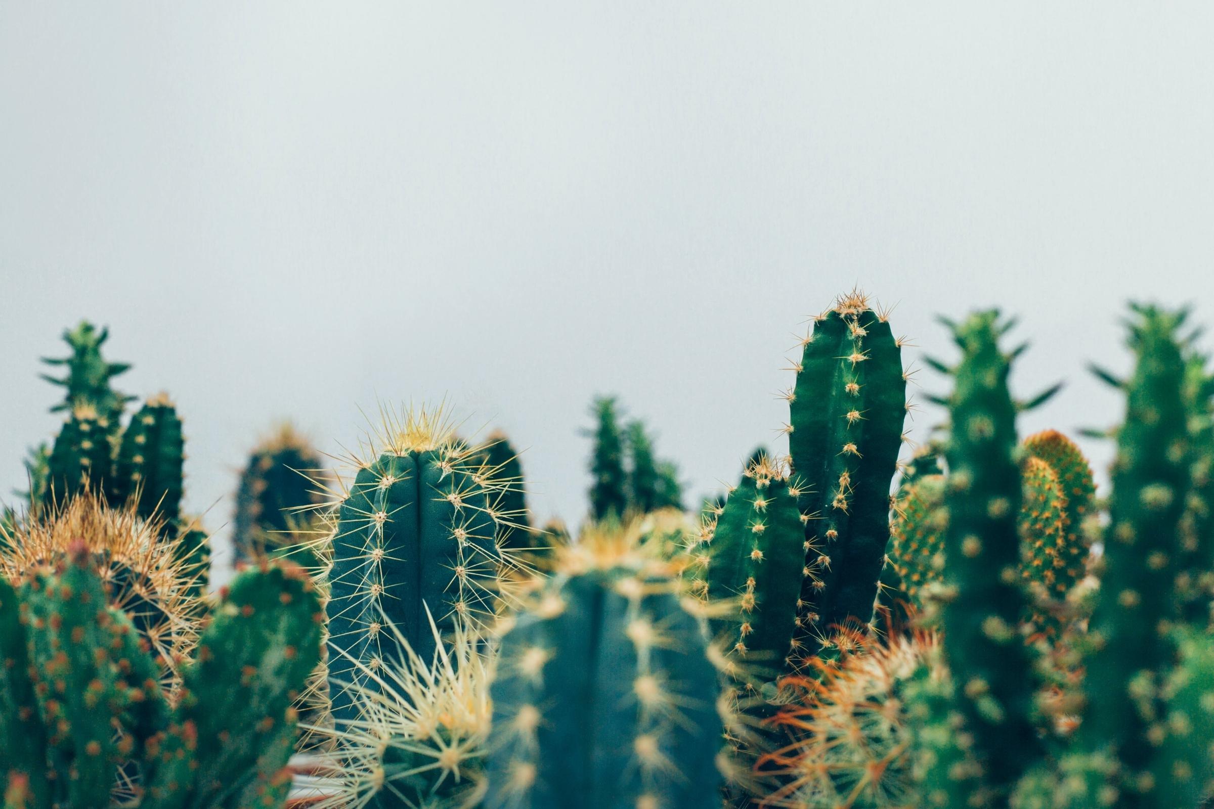 cactus test dome Desert Dome Biosphere Terrarium – Unique Gardener