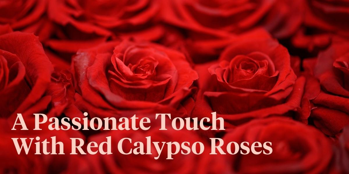 go-fashionable-and-timeless-with-the-red-calypso-rose-header