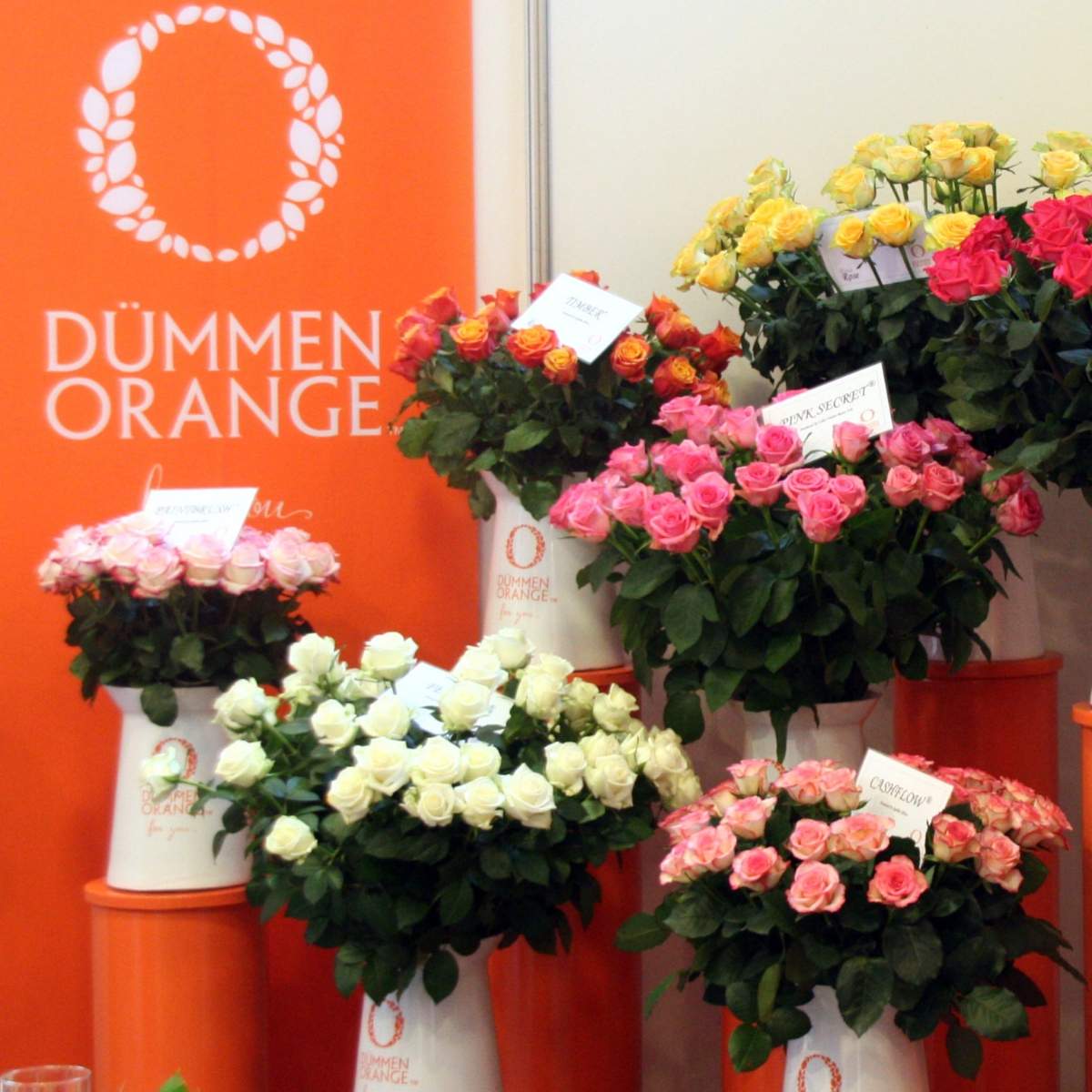 dummen-orange-breeder-on-thursd-featured
