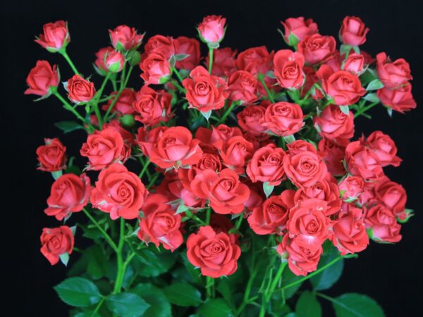 The Big Five Rose Edition - Part 1 - Red Roses - Article onThursd