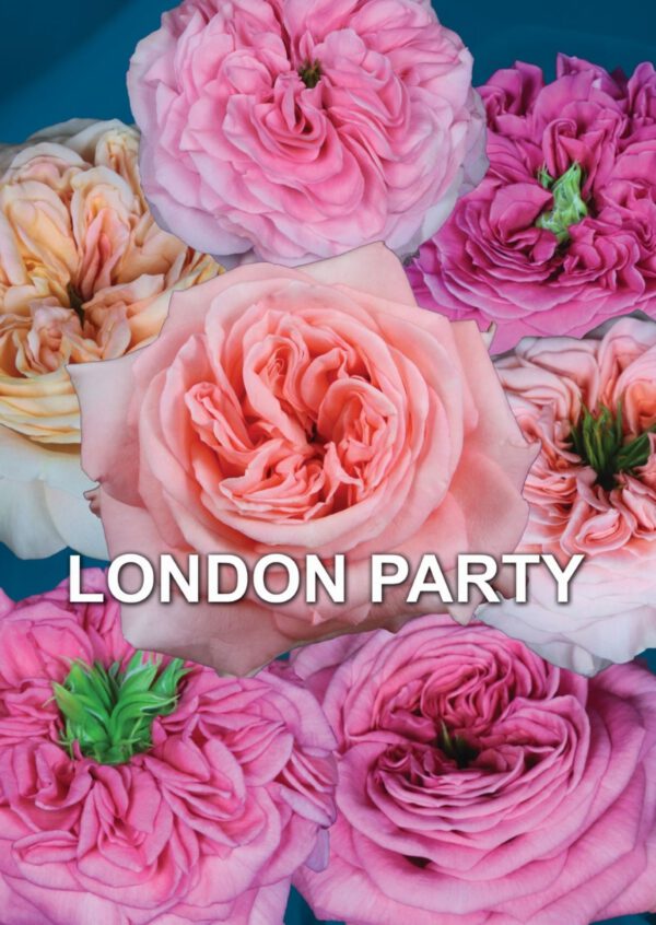 De Ruiter London Party