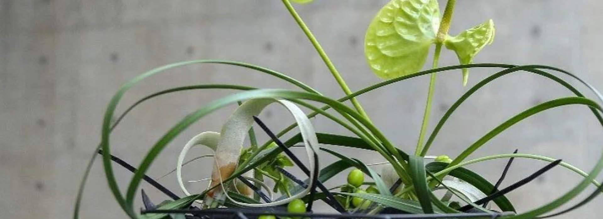 Klaus Wagener Florist onThursd