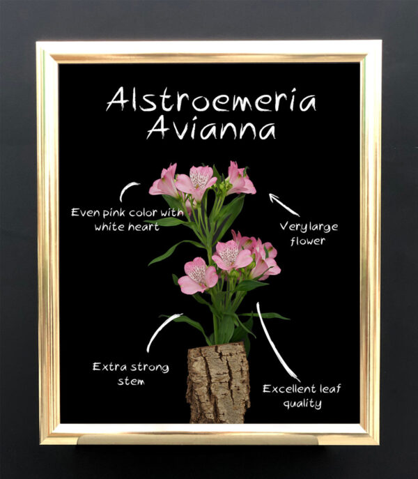 TOTF2020 Decorum Flower Novelties