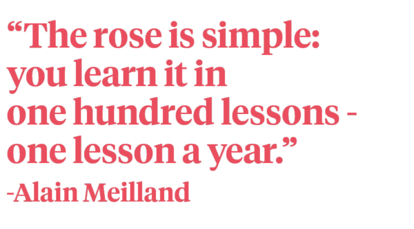 Innovation by Meilland in the Rose World - Quote Alain Meilland