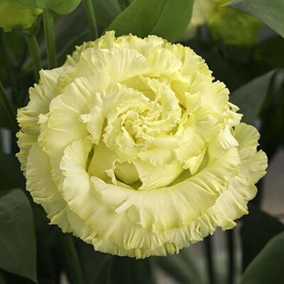 Lisianthus Corelli Yellow