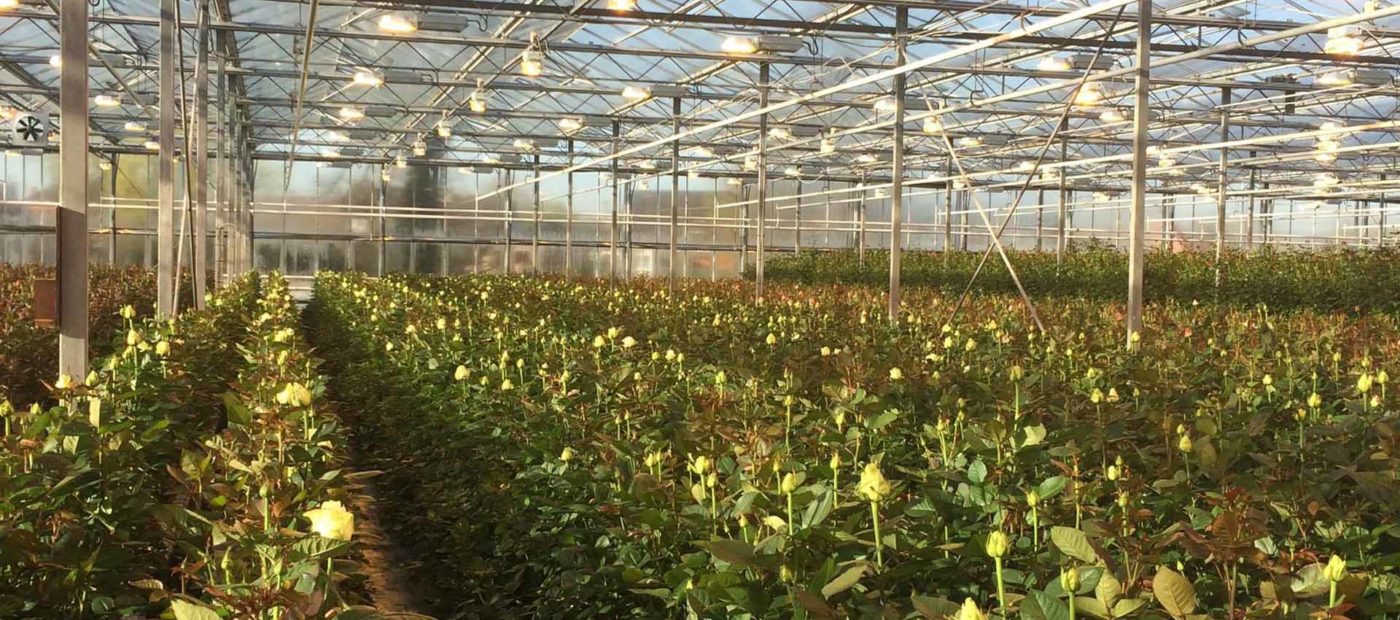 van-biesen-rose-farm-grower-header-on-thursd