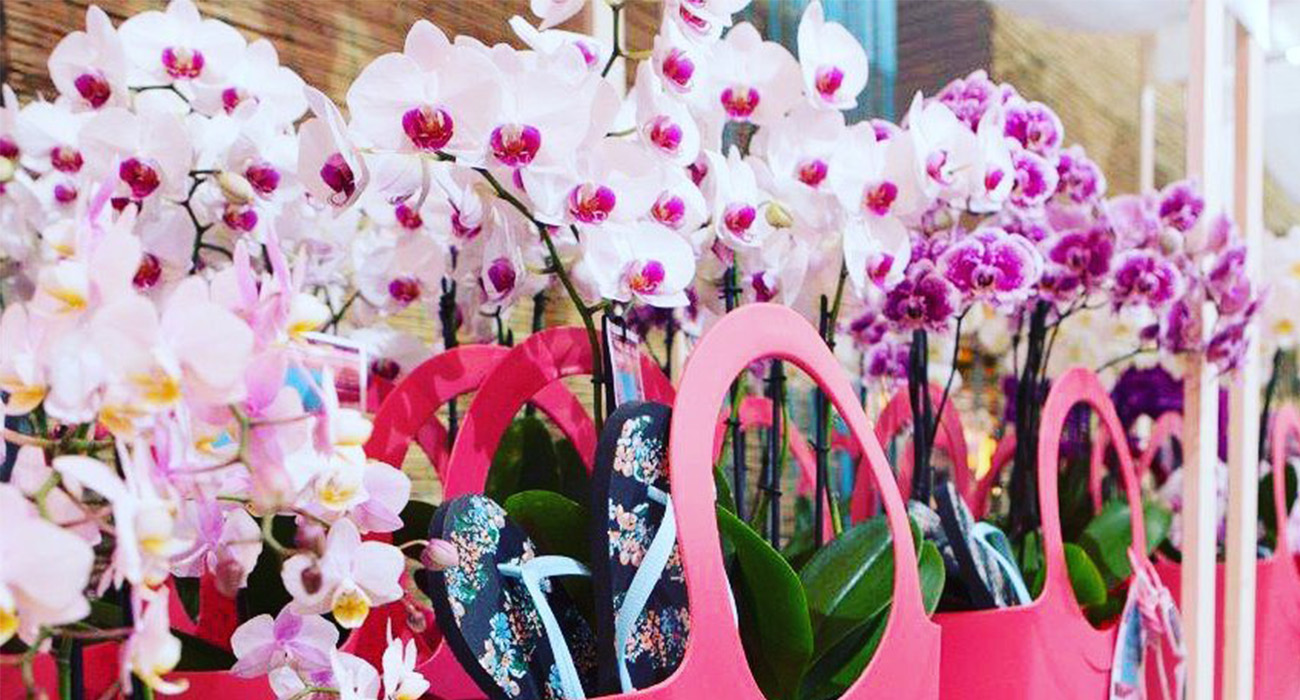 sion-orchids-grower-on-thursd-header