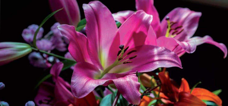 Imanse Quality Lilies - Grower onThursd