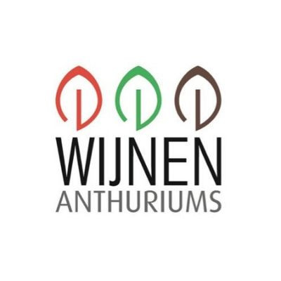 Wijnen Anthuriums - Grower on Thursd