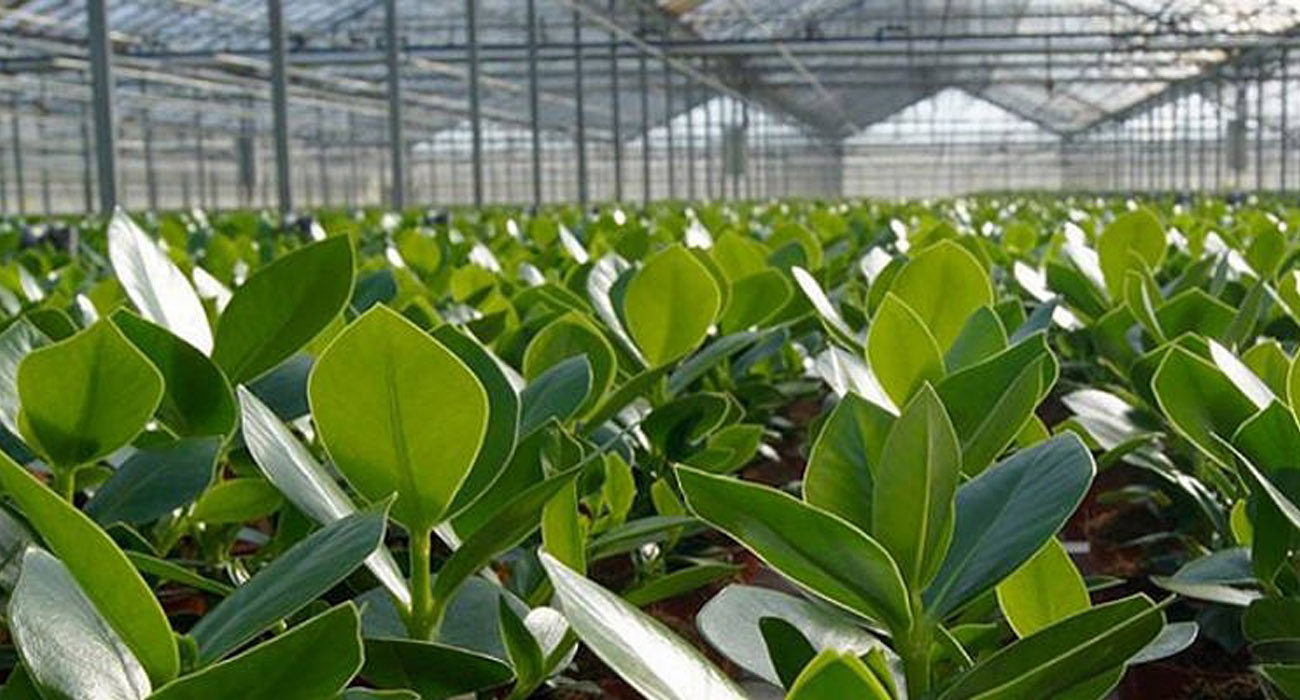 vdeplant-grower-on-thursd-header