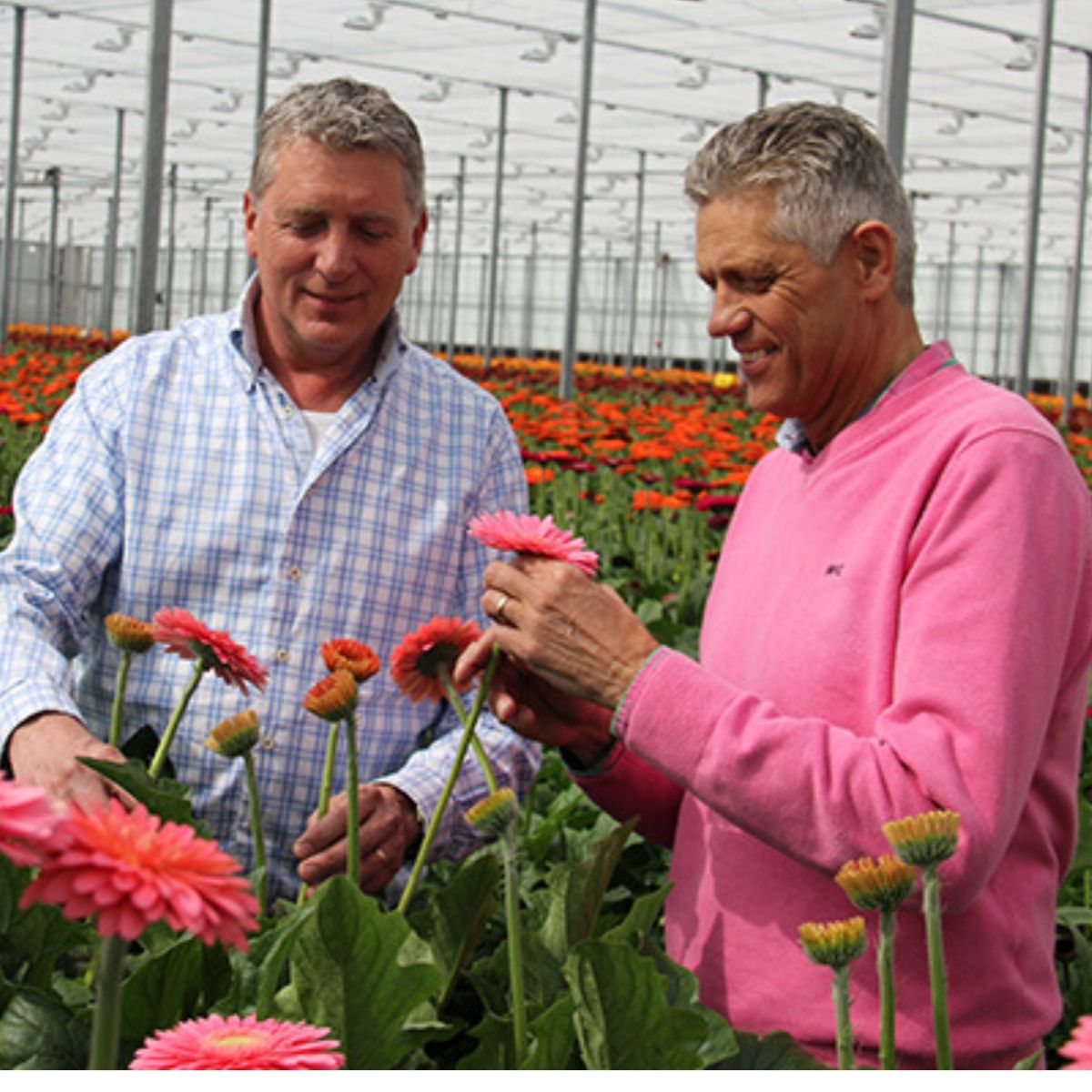 holstein-flowers-growers-on-thursd-featured