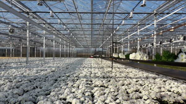 Only Sensational Pina Colada Chrysanthemums Grow Here - phoso greenhouse left - on thursd