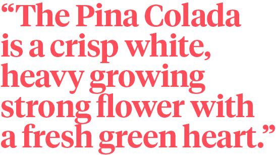 Only Sensational Pina Colada Chrysanthemums Grow Here - quote - on thursd