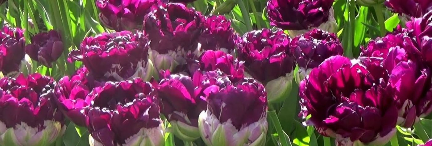 tulip-wow-cut-flower-on-thursd-header