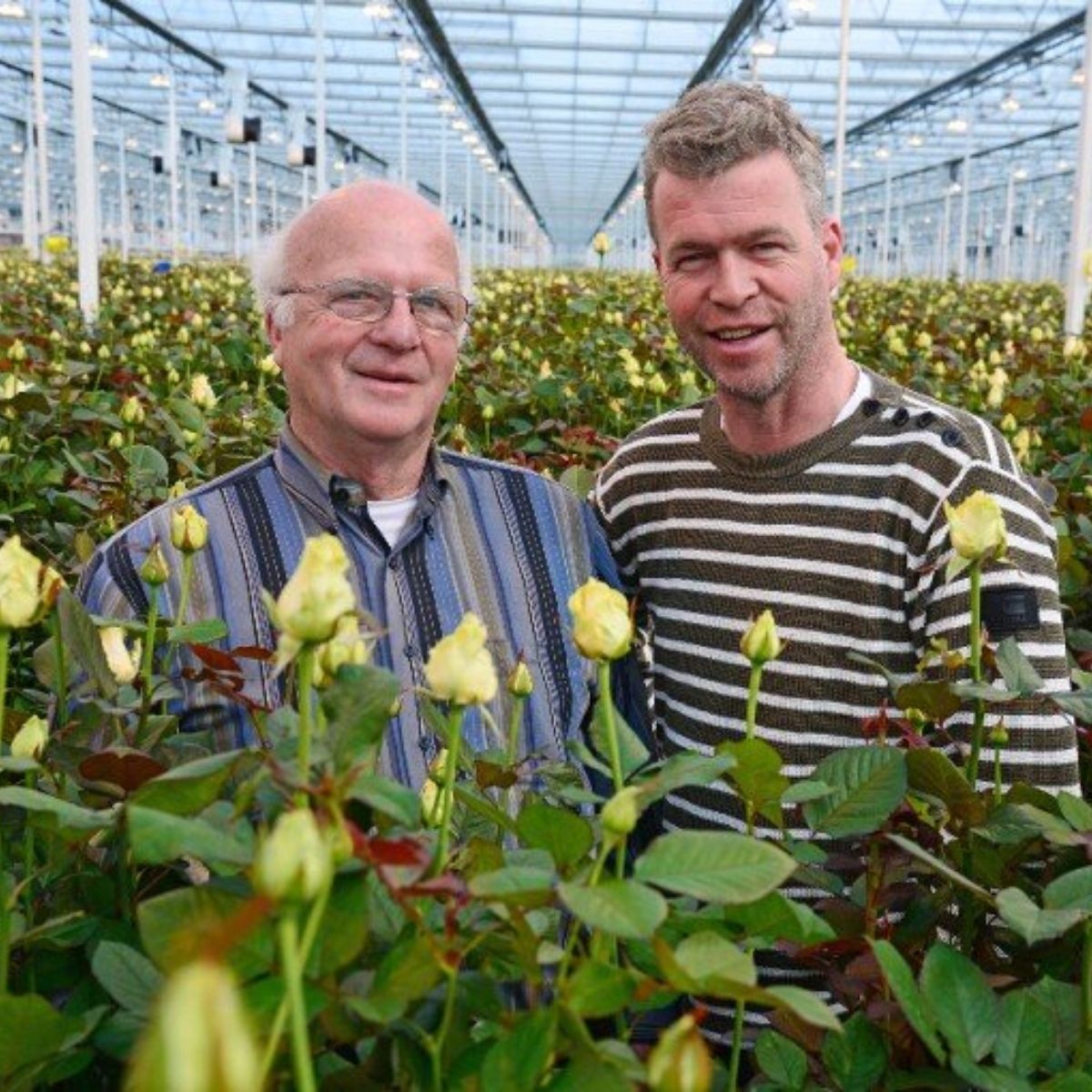 van-den-berg-roses-grower-on-thursd-featured